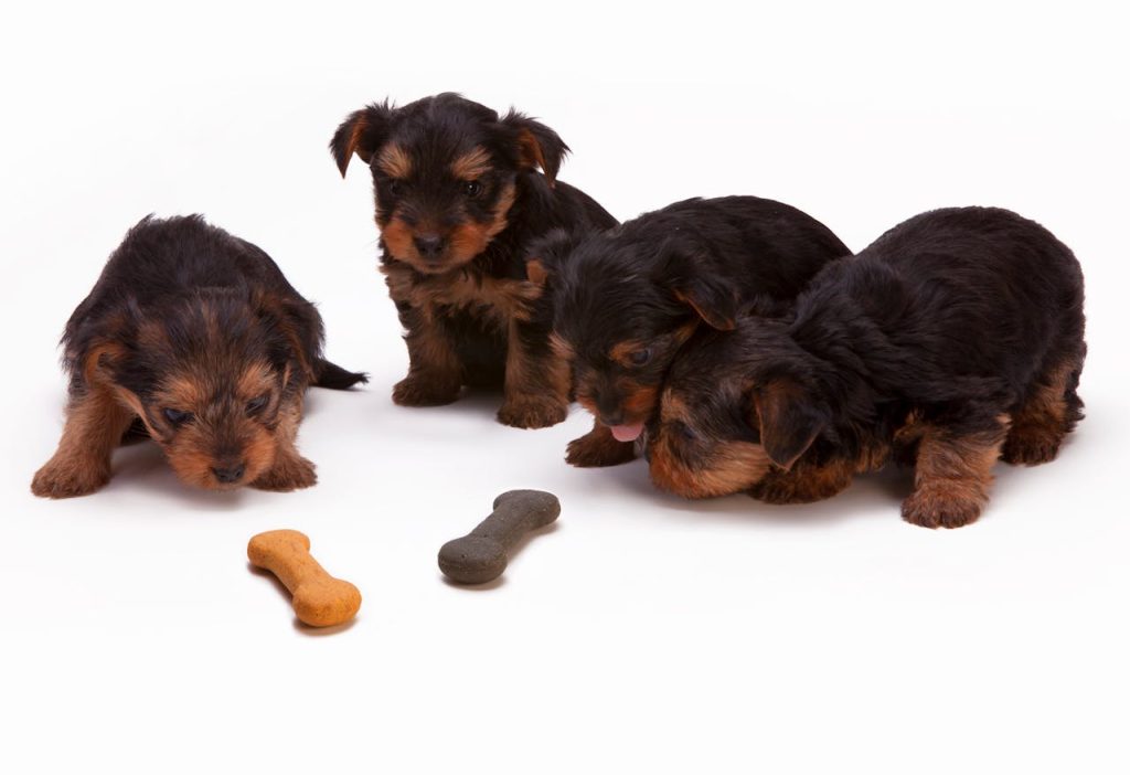 Adorable Yorkshire Terrier puppies interacting with bone-shaped treats in a studio setting.