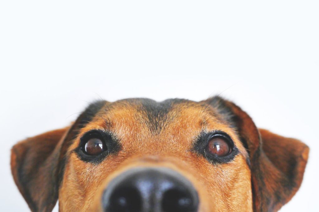 Adorable close-up of a brown dogs face with a curious expression and focus on its eyes and nose.