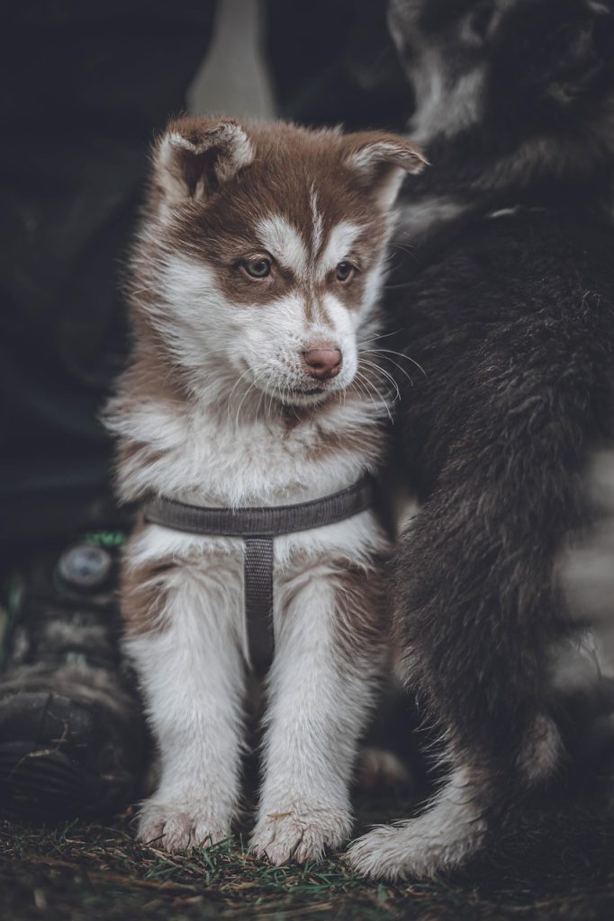 Mastering the First Impression: Your intriguing post title goes here dog, puppy, husky, fur, animals, animal, pet, nature