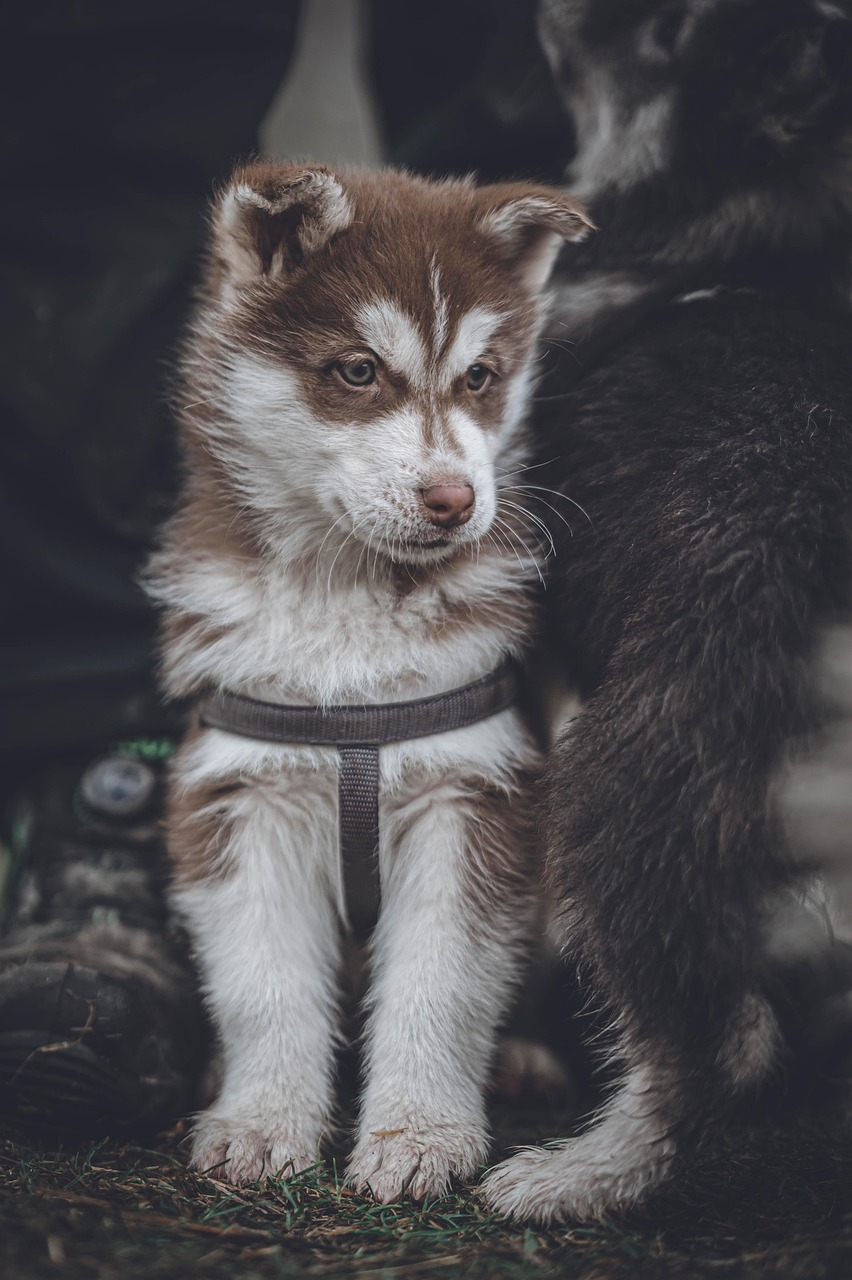 Mastering the First Impression: Your intriguing post title goes here dog, puppy, husky, fur, animals, animal, pet, nature